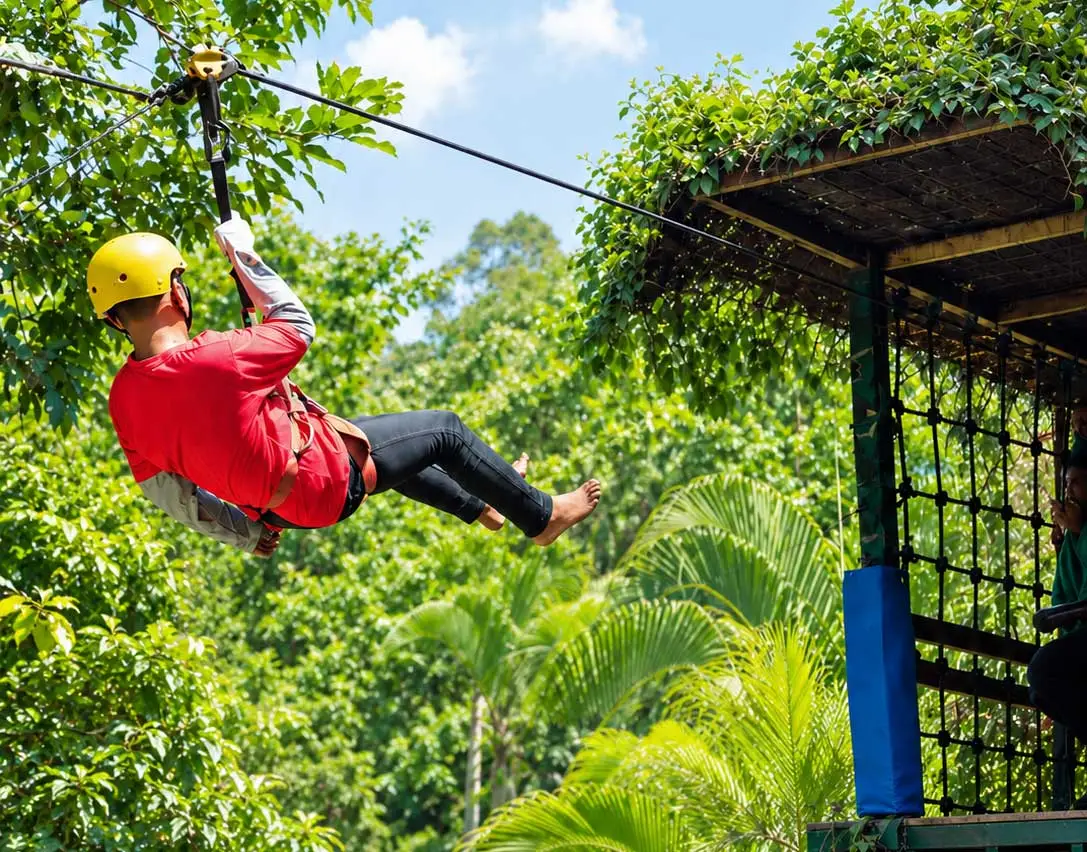 Flying Fox Dino